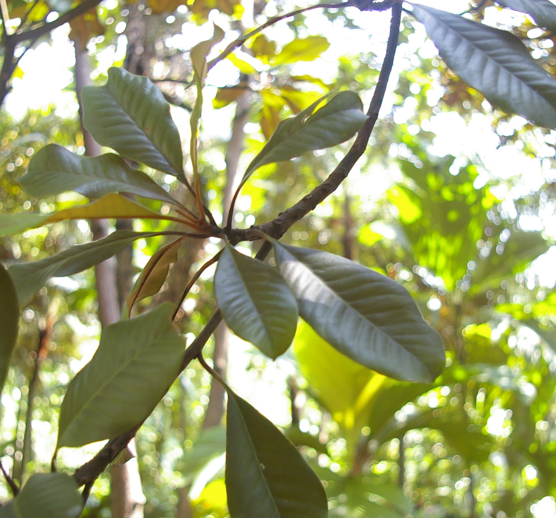 The Palaquium gutta tree can be found growing at the Botanic Gardens Visitor's Centre.